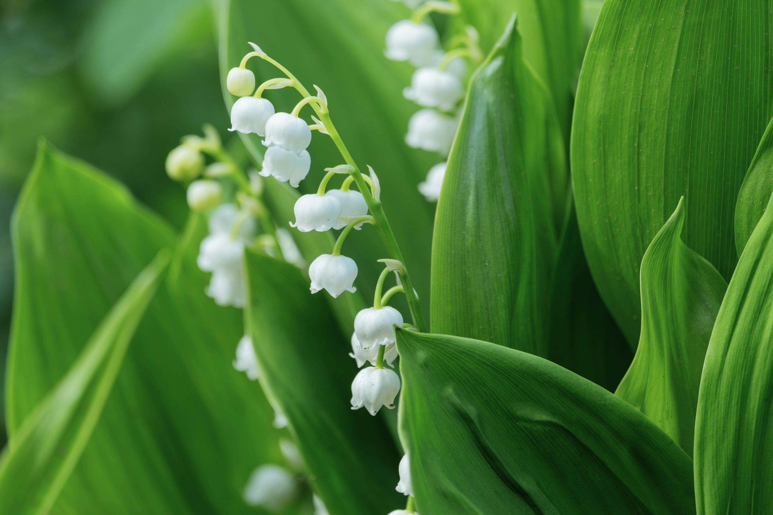 muguet
