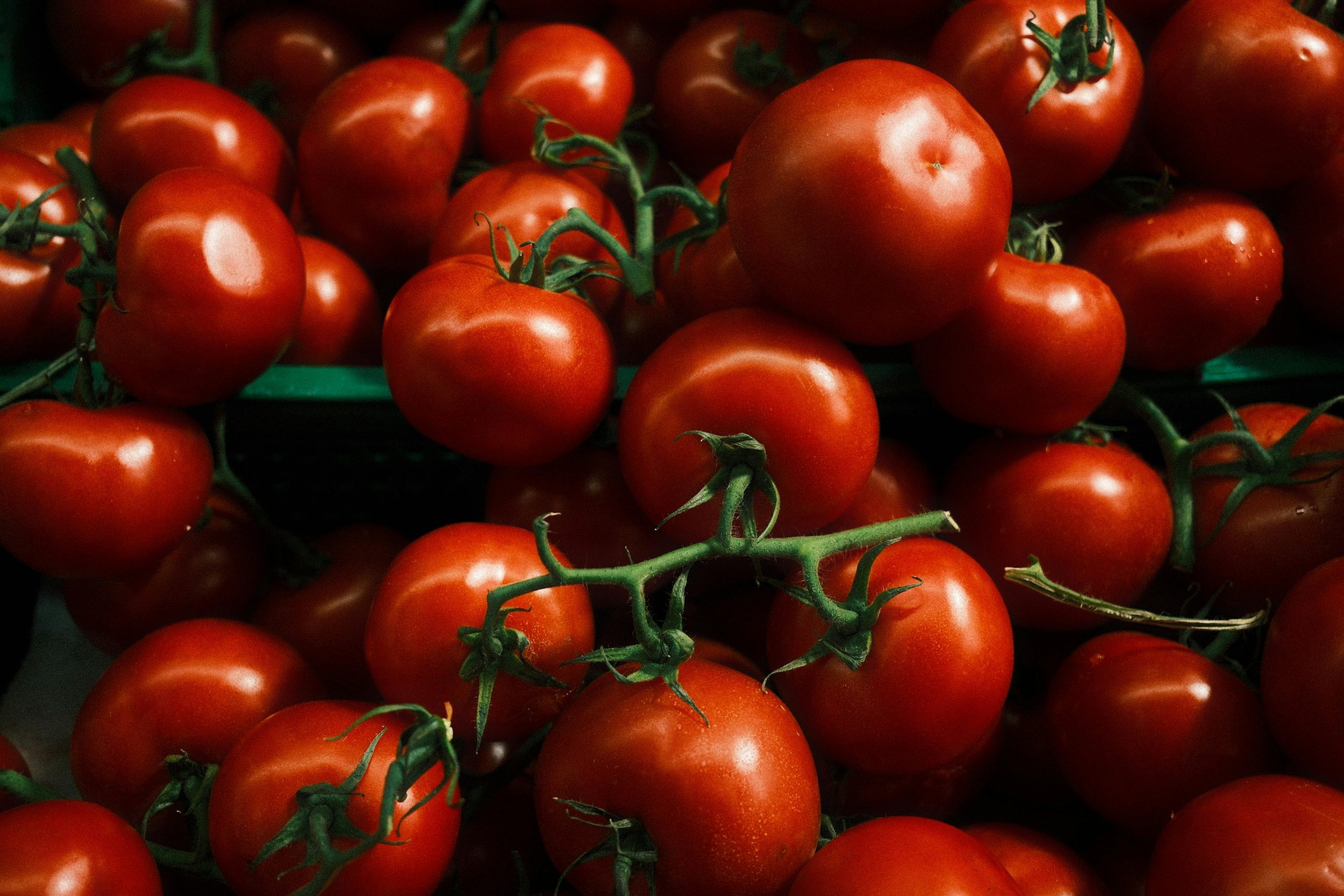 trop de tomates